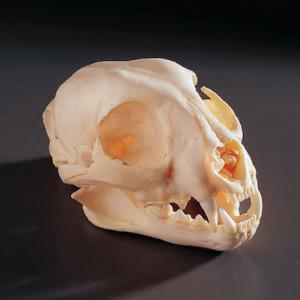 Bobcat Skull, Ward’s®