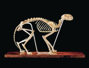 Ward's® Cat Skeleton