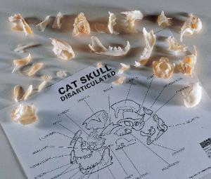 Ward's® Disarticulated Cat Skull