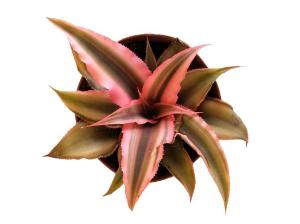 Cryptanthus