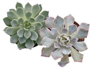 Echeveria