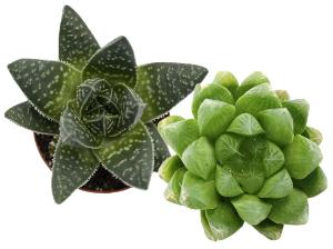 Haworthia