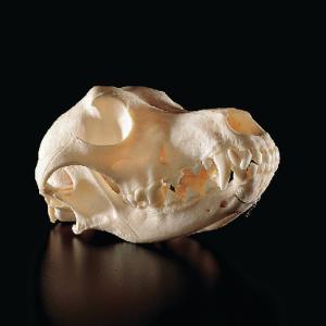 Canine Skull, Ward’s®