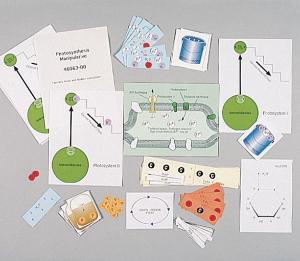 Ward's® Cellular Respiration Manipulative