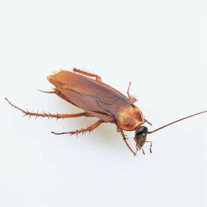 American Cockroach