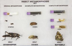 Insect Metamorphosis