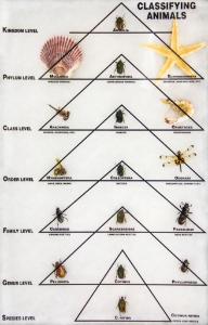 Classifying Animals