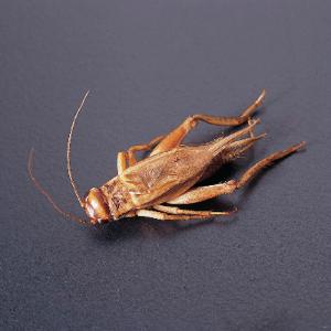 Common Cricket