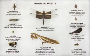 Beneficial Insects