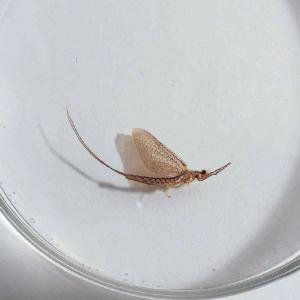 Mayfly, Adult