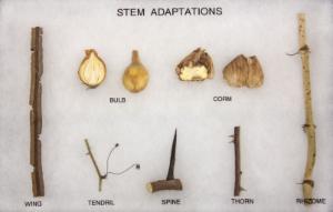 Stem Adaptations