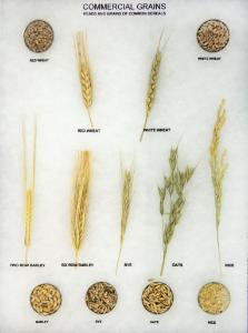 Commercial Grains