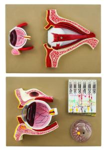 Human eye demonstration