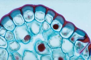 Generalized Plant Cell Slide