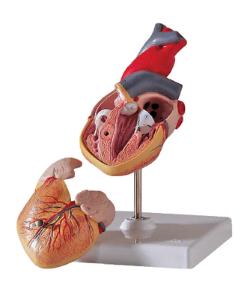 3B Scientific® Classic Heart Model