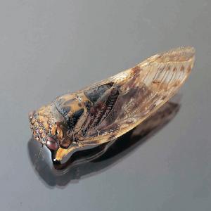 Cicada