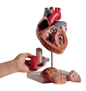 3B Scientific® Heart With Esophagus And Trachea