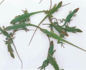 Ward's® Live Anoles (<i>Anolis carolinensis</i>)