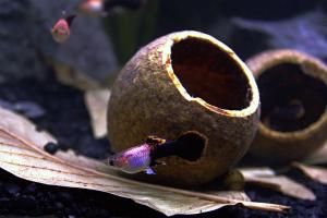 Wood apple pod inspirational picture