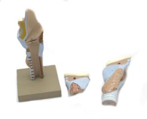 Dissectible larynx