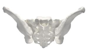 Pelvis models