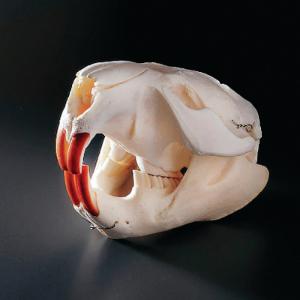 Beaver Skull, Ward’s®