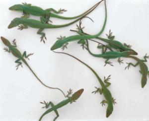 Ward's® Live Anoles (<i>Anolis carolinensis</i>)