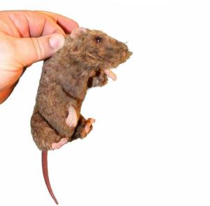 Rescue Critters® Squeekums Rat Manikin