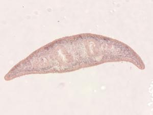 Planaria Slides