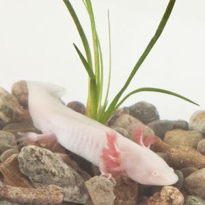 Wild Type Axolotl