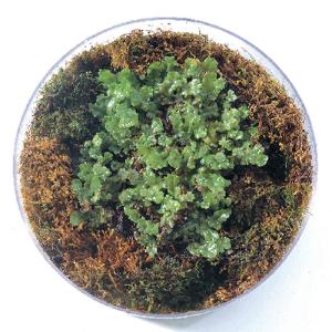 <i>Marchantia</i>