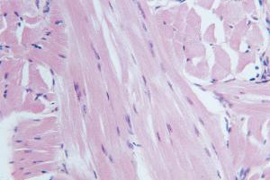 Skeletal Muscle, Primate Slide