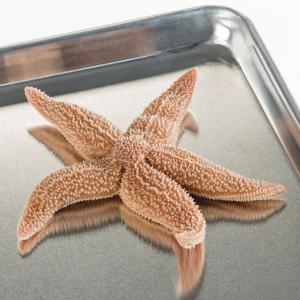 Ward's® Pure Preserved™ Starfish