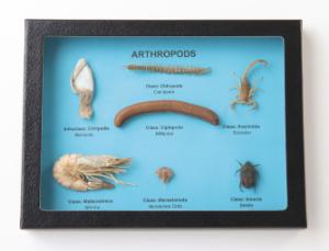 Arthropod Comparison Riker Mount