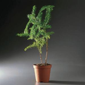 Norfolk Island Pine