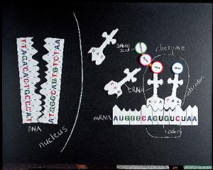 Ward's® Protein Synthesis Magnetic Model