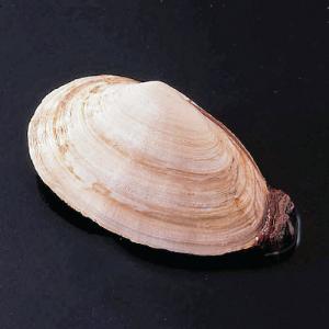 Ward's® Long-Neck Clam