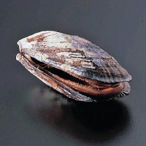 California Mussel