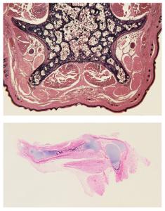 General Veterinary Histology Slide Set