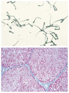 Introductory Veterinary Slide Set