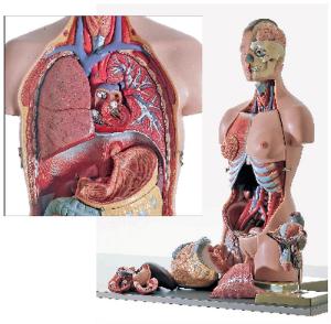 Somso® Anatomical Dual Sex Torso Model