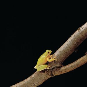 Ward's® Live Green Tree Frog (<i>Hyla sp.</i>)