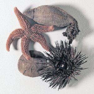 Ward's® Echinoderm Collection