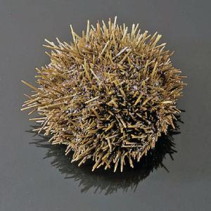 Green Sea Urchin