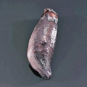 Northern Sea Cucumber