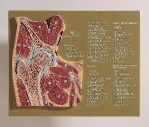 Somso® Hip Joint Cross Section Model