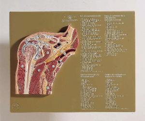 Somso® Shoulder Joint Cross Section Model