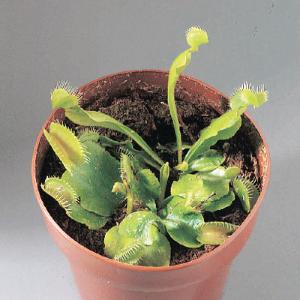 Venus’ Flytrap