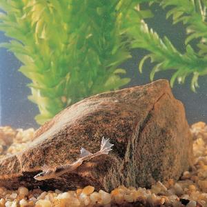 Ward's® Dwarf African Frog (<i>Hymenochirus sp</i>)