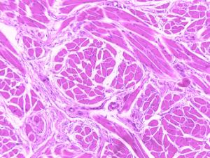 Muscle Types, Composite, Human Slide